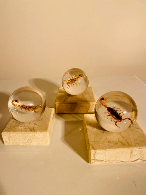 Gouden Schorpioen in Harsbol | Luxe Decoratiestuk
