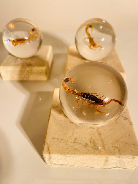 Gouden Schorpioen in Harsbol | Luxe Decoratiestuk